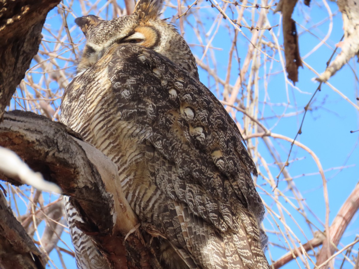 Great Horned Owl - ML524625461