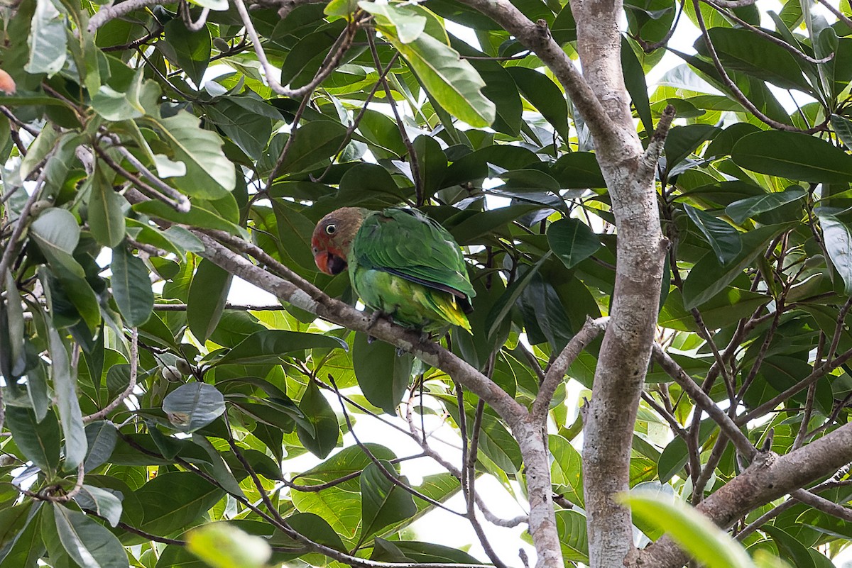 Red-cheeked Parrot - Steve Popple