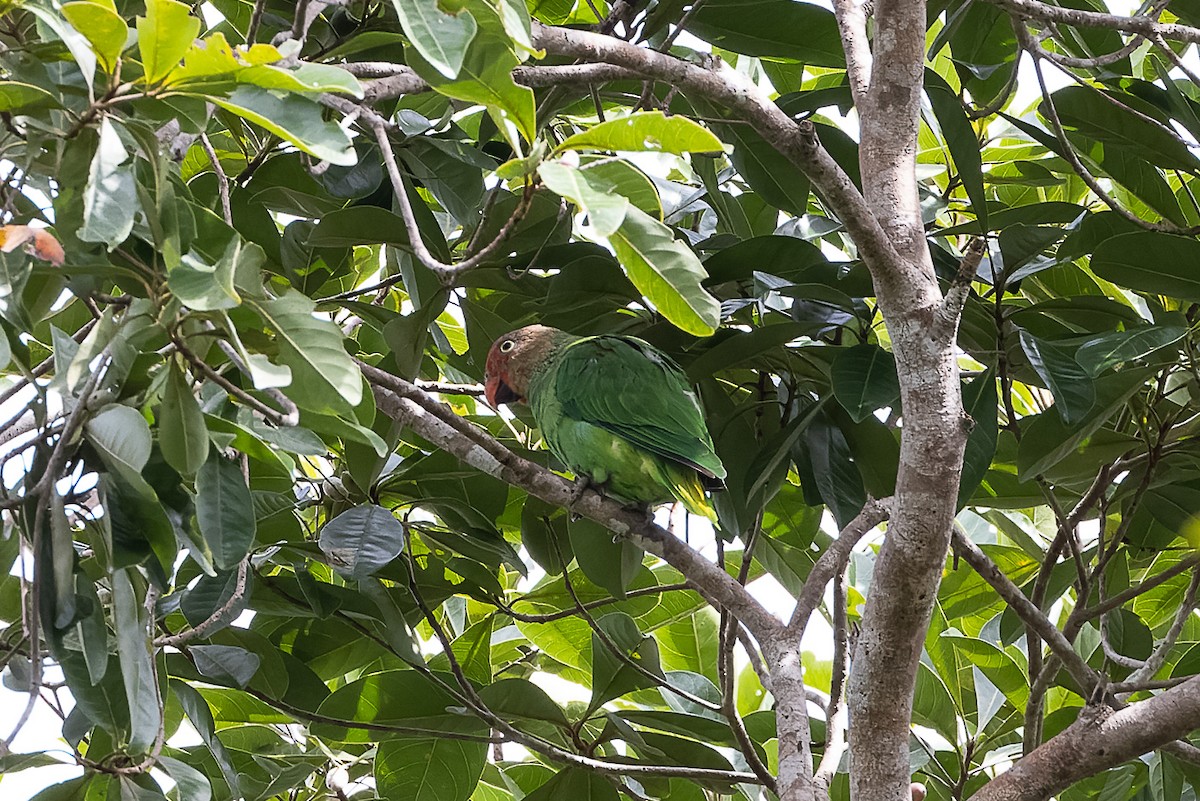 Red-cheeked Parrot - ML524631151