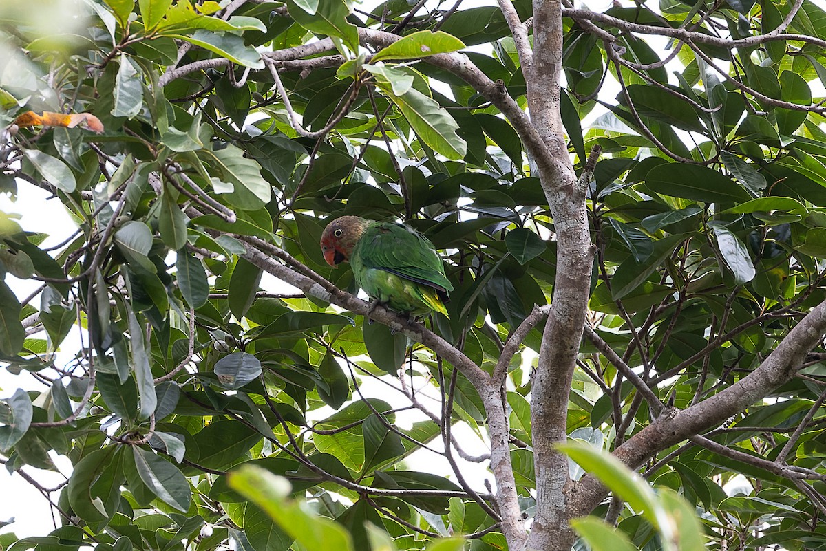 Red-cheeked Parrot - Steve Popple