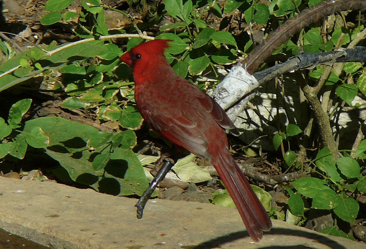 Northern Cardinal (Common) - ML524638001