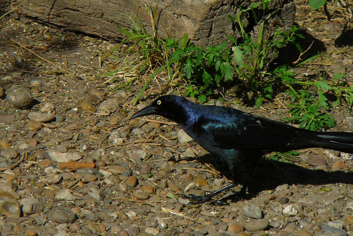 Great-tailed Grackle - ML524638131