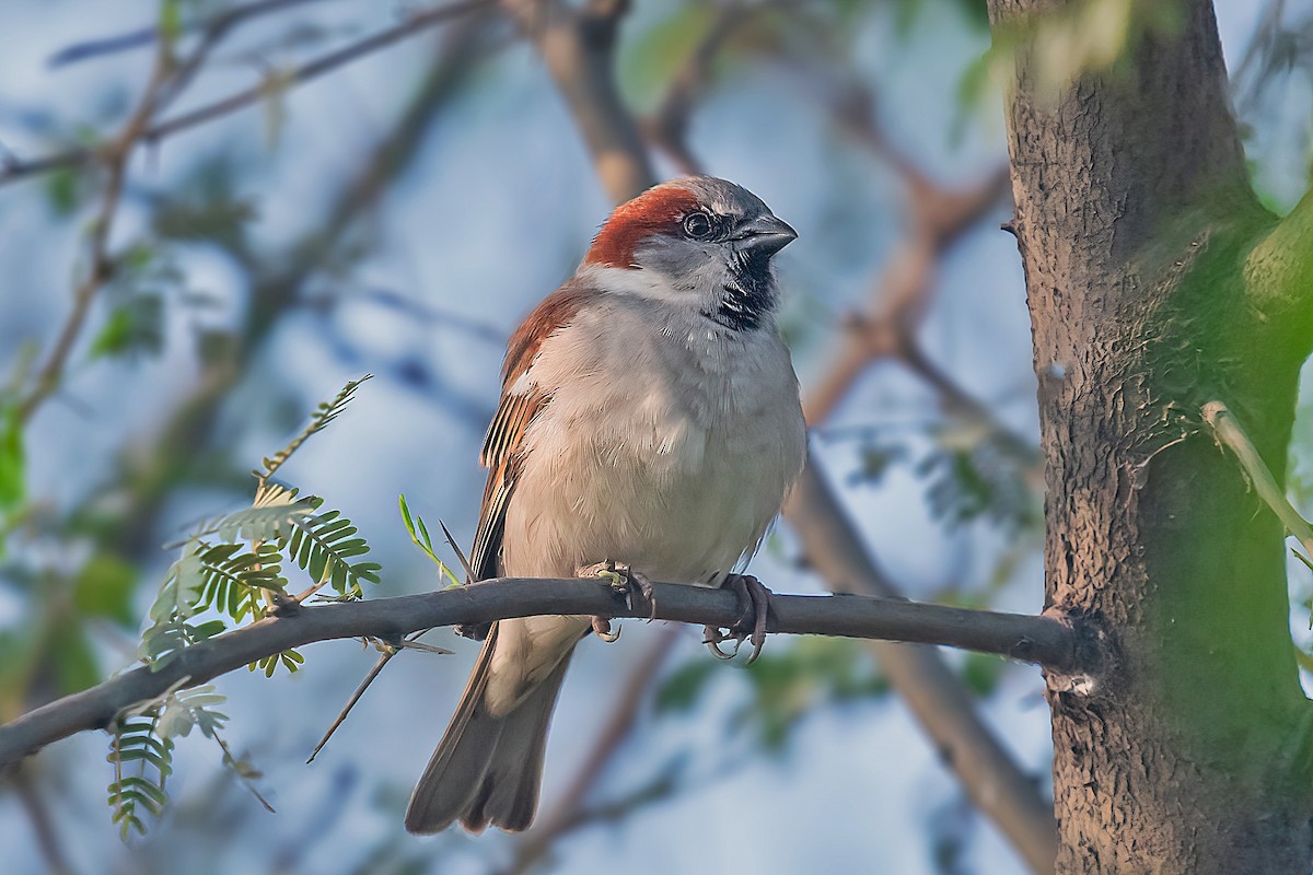 Sind Sparrow - Rajkumar Das