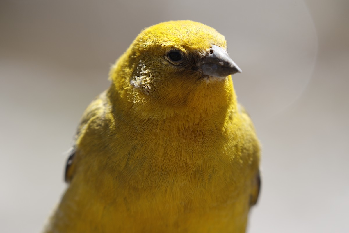 Greater Yellow-Finch - ML524642981
