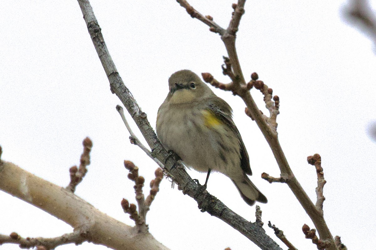 Yellow-rumped Warbler (Audubon's) - ML524644991