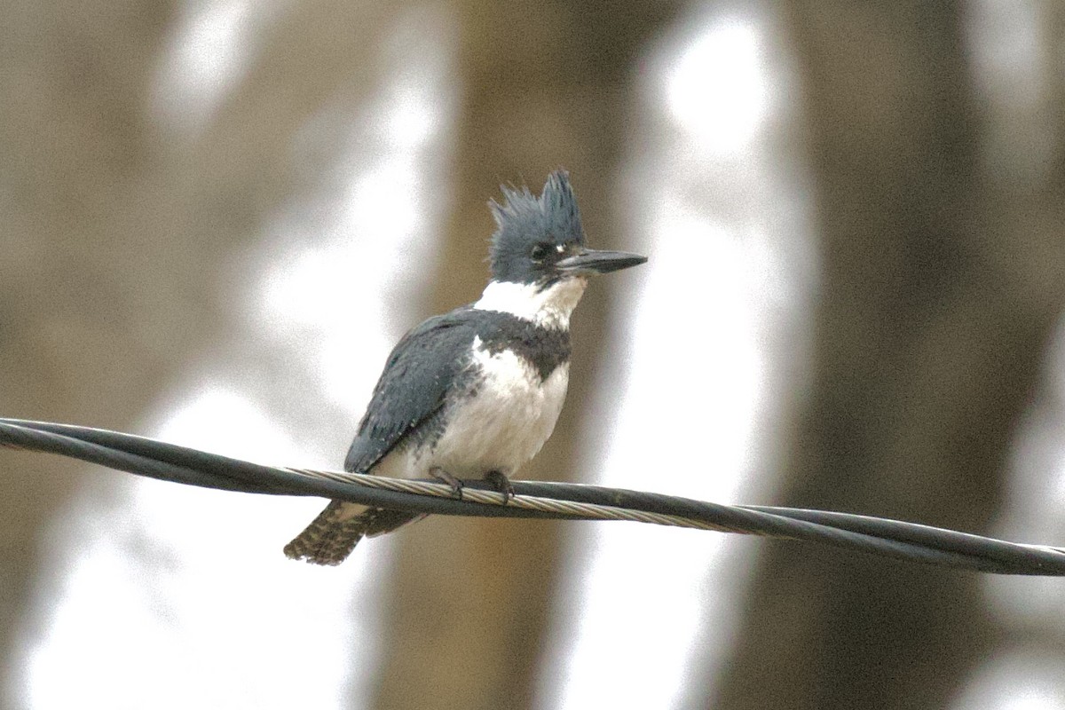 Belted Kingfisher - ML524645161