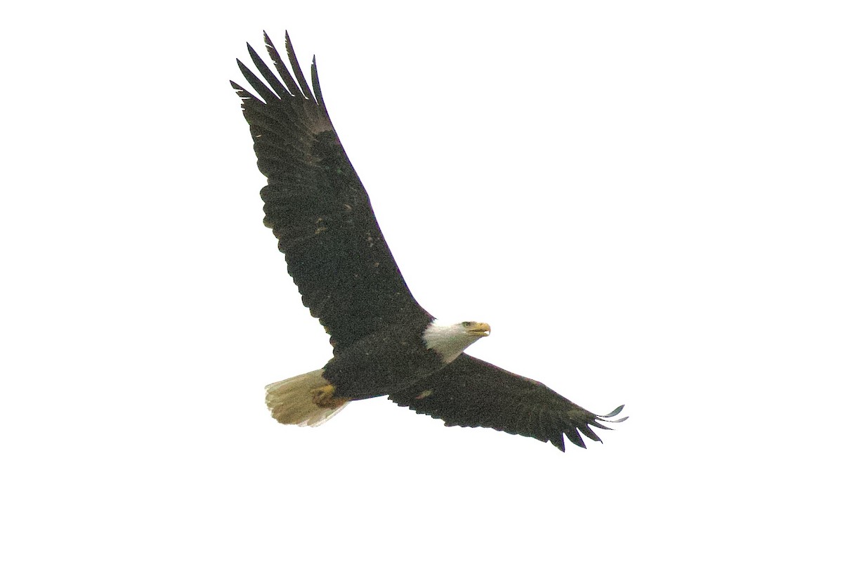 Bald Eagle - ML524645291