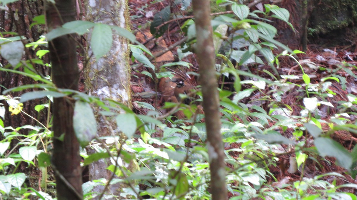 Батакская лесная куропатка - ML52464941