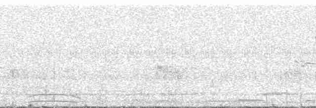 Guarayos Çıtkuşu - ML52465