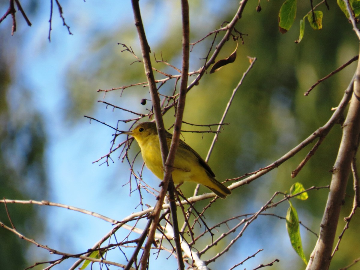 Yellow Warbler (Northern) - WS Barbour
