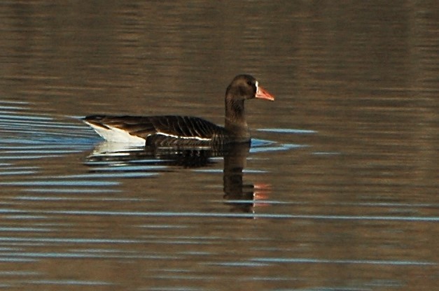 Greater White-fronted Goose - ML524658381