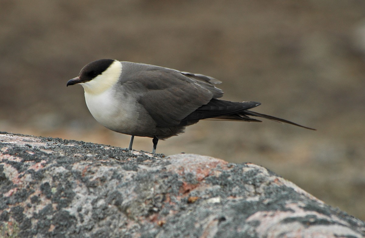 Long-tailed Jaeger - ML524659771