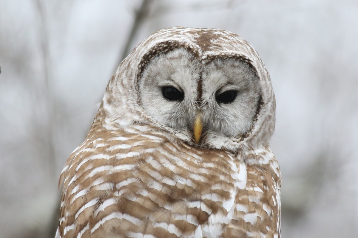 Barred Owl - Margaret Viens