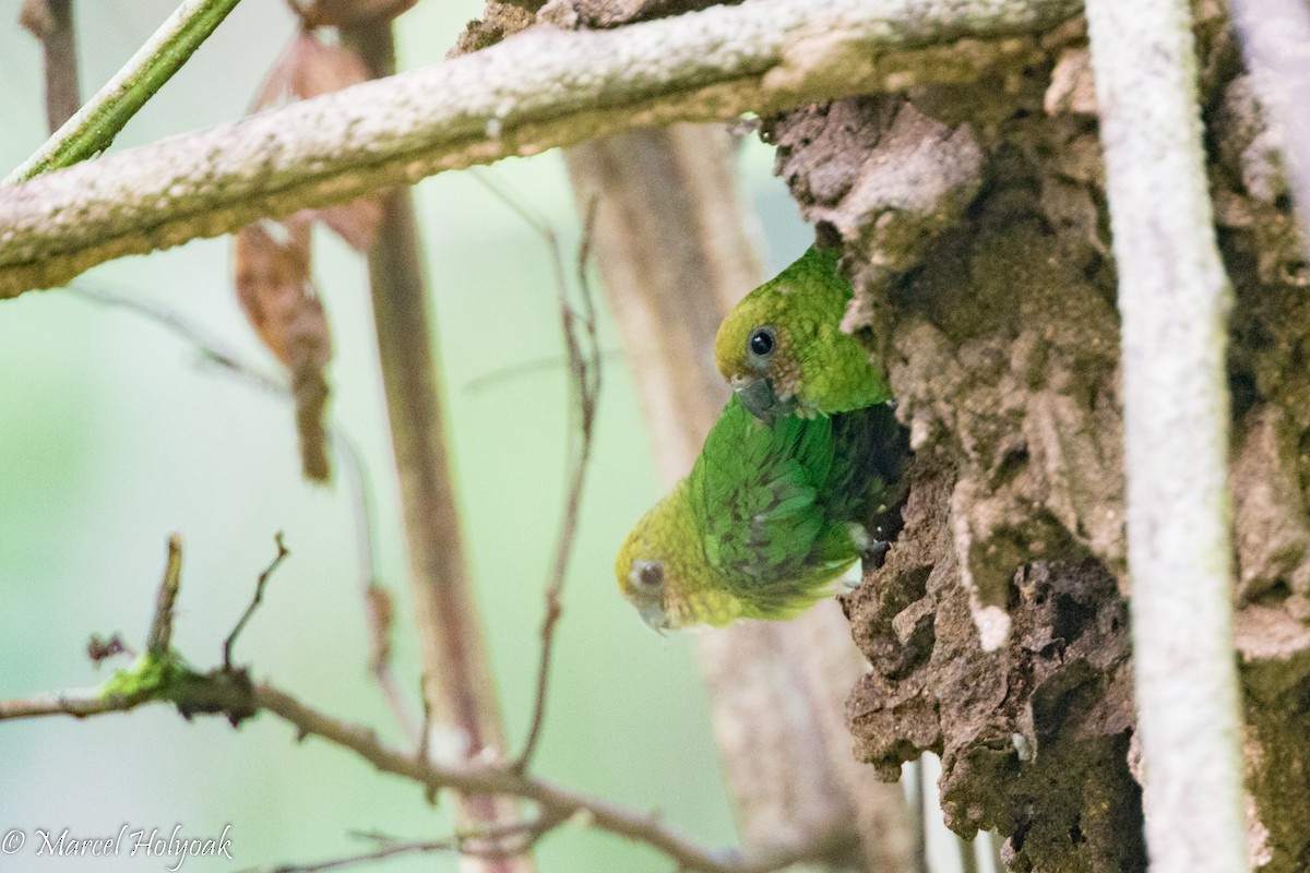 Yellow-capped Pygmy-Parrot - ML524671181