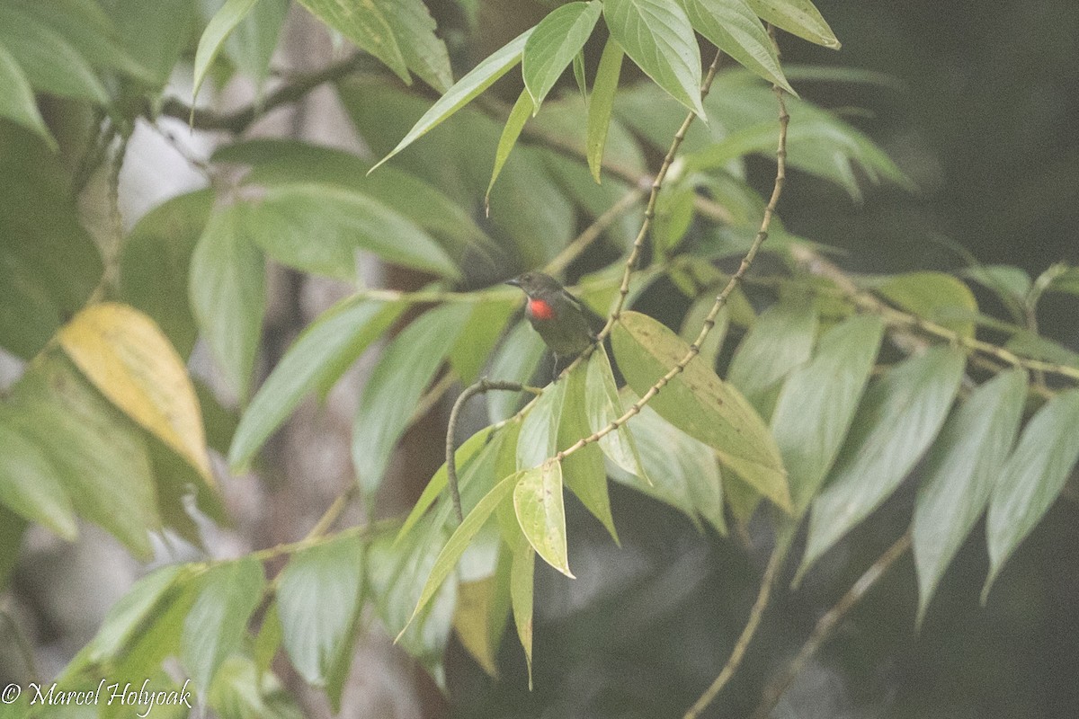 Olive-crowned Flowerpecker - ML524672111