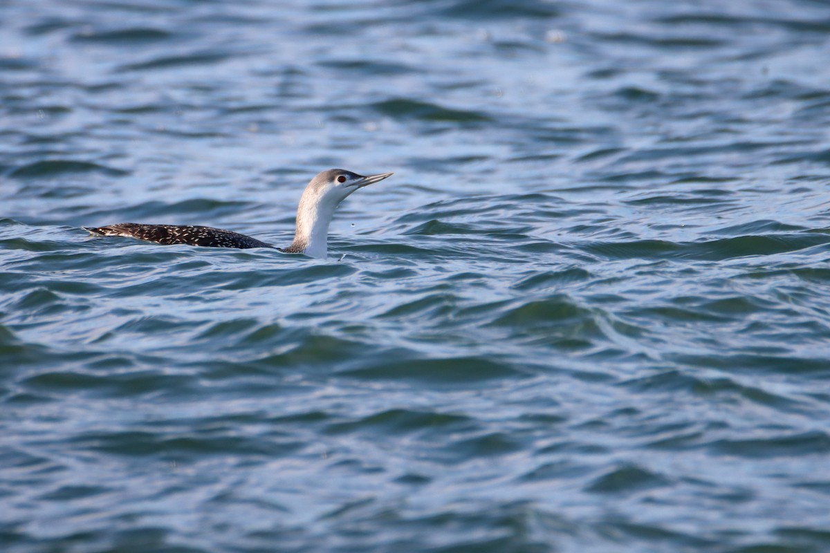 Red-throated Loon - ML524672641