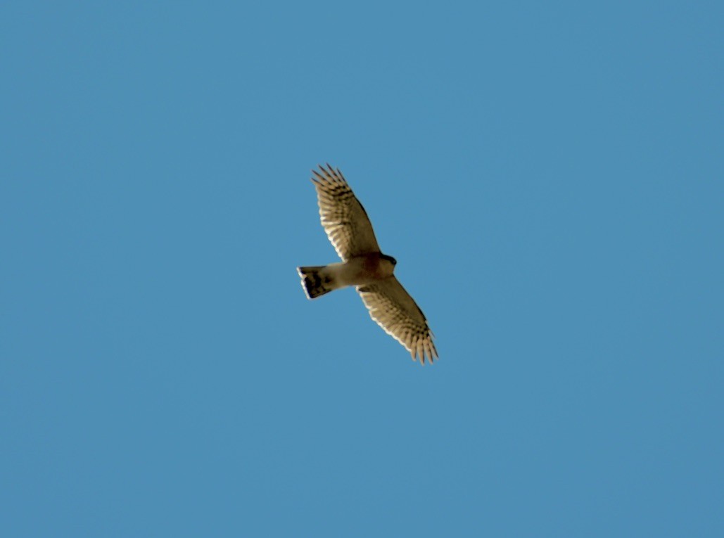 Eurasian Sparrowhawk - ML524687181