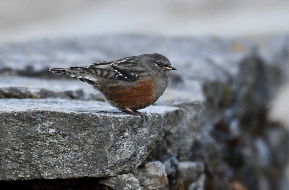 Rufous-breasted Accentor - Vikram Jha