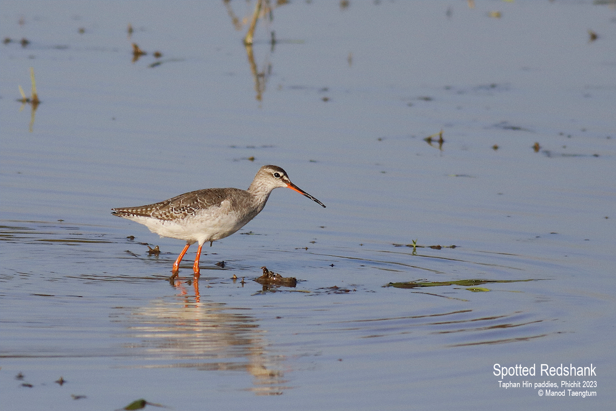 Spotted Redshank - ML524687581