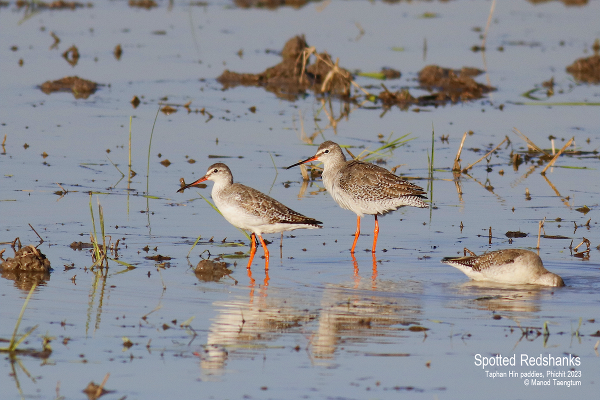 Spotted Redshank - ML524687661