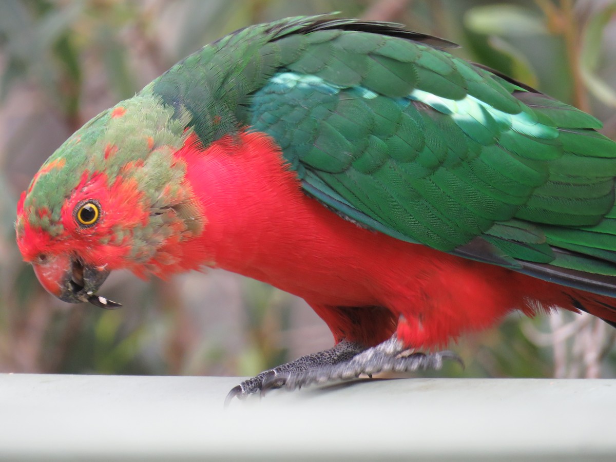 Australian King-Parrot - ML524687921