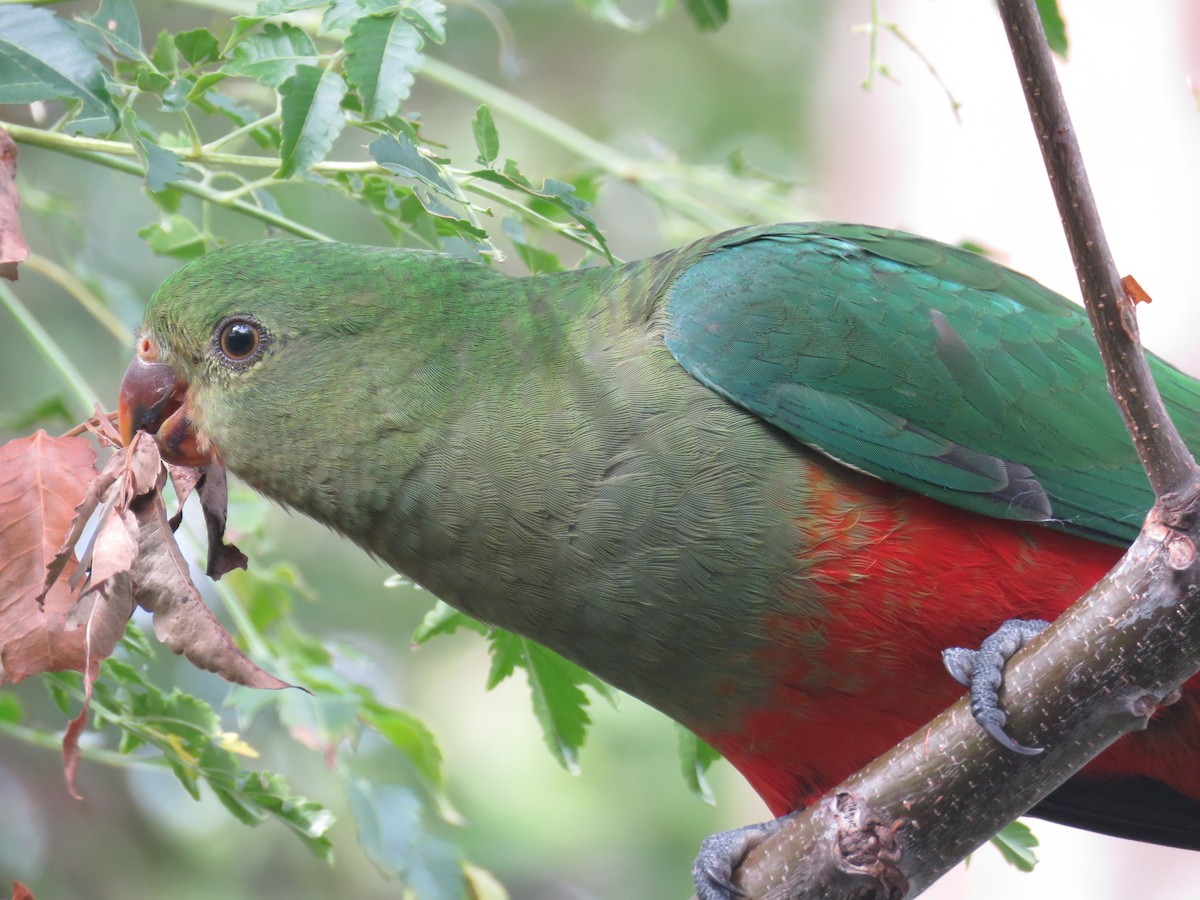 Australian King-Parrot - ML524688061