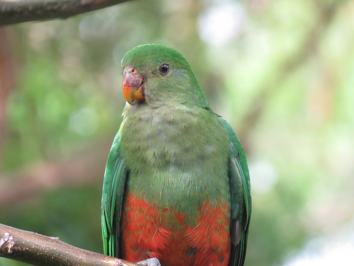 Australian King-Parrot - ML524688081