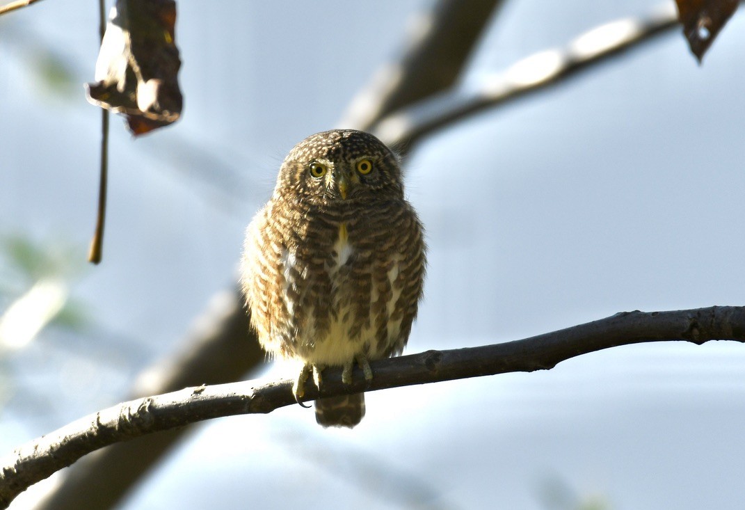 Collared Owlet - ML524689561