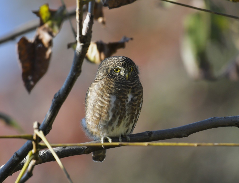 Collared Owlet - ML524689611