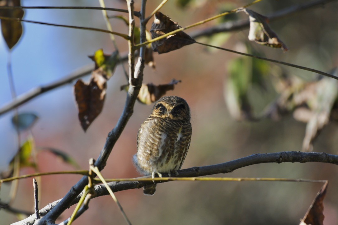 Collared Owlet - ML524689621