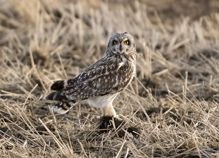 Short-eared Owl - ML52469001