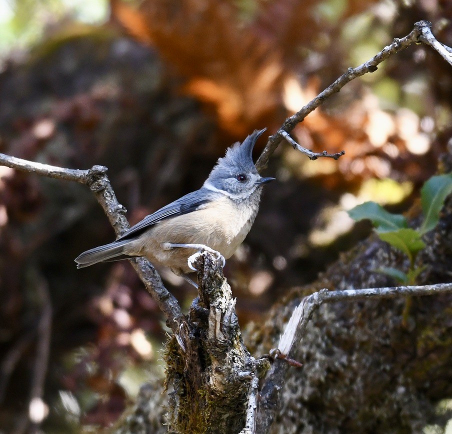 Gray-crested Tit - ML524692421