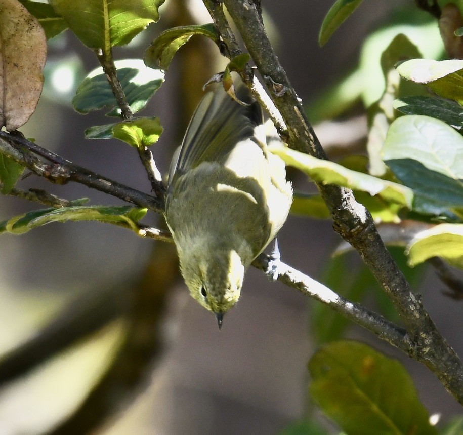 Yellow-browed Tit - ML524692431