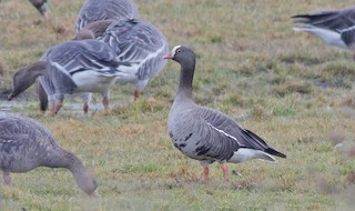 Lesser White-fronted Goose, ML524696681