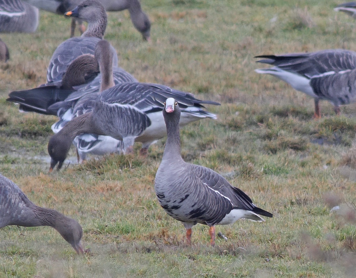 Lesser White-fronted Goose - ML524696691