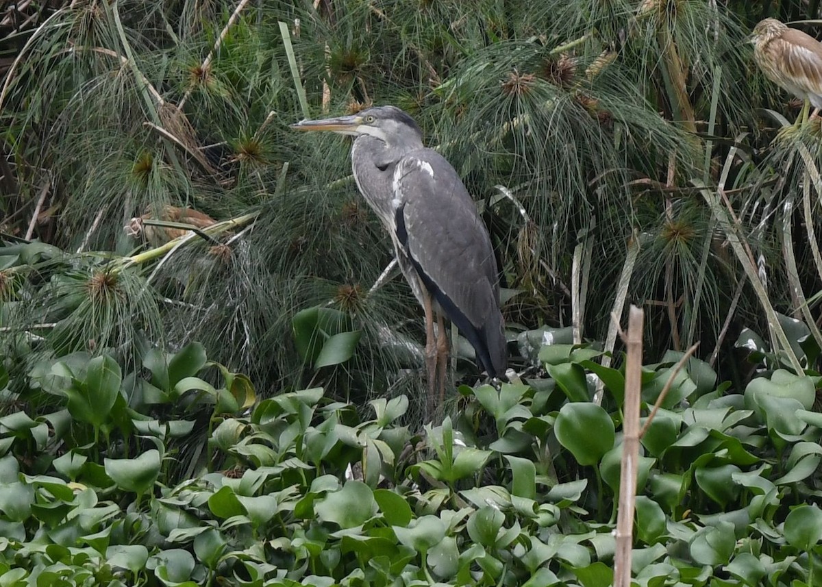 Gray Heron (Madagascar) - ML524700791