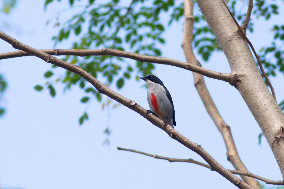 Red-keeled Flowerpecker - ML524701471