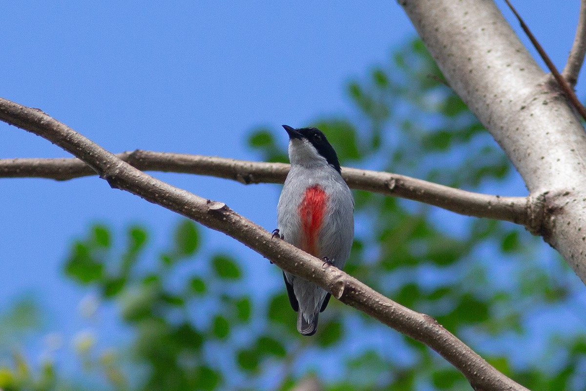 Red-keeled Flowerpecker - ML524701481