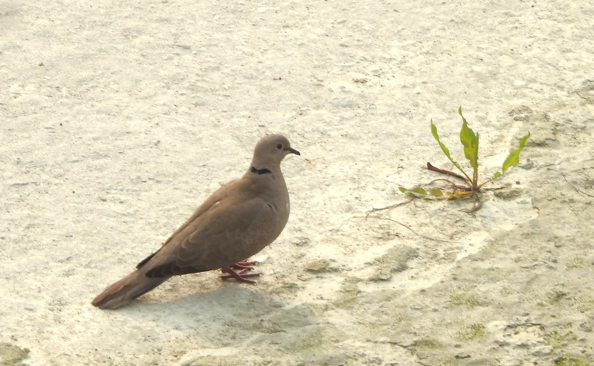 Eurasian Collared-Dove - ML524702461