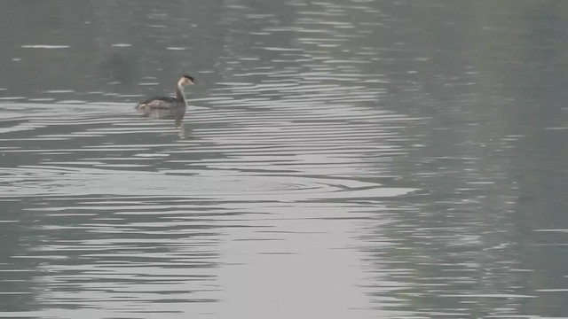 Great Crested Grebe - ML524702541