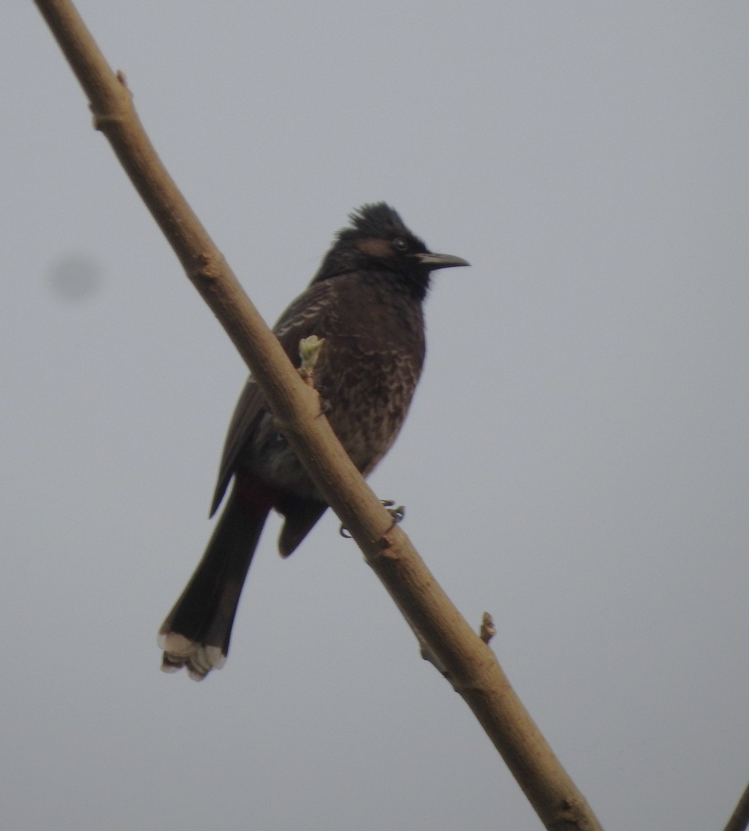 Red-vented Bulbul - ML524702801
