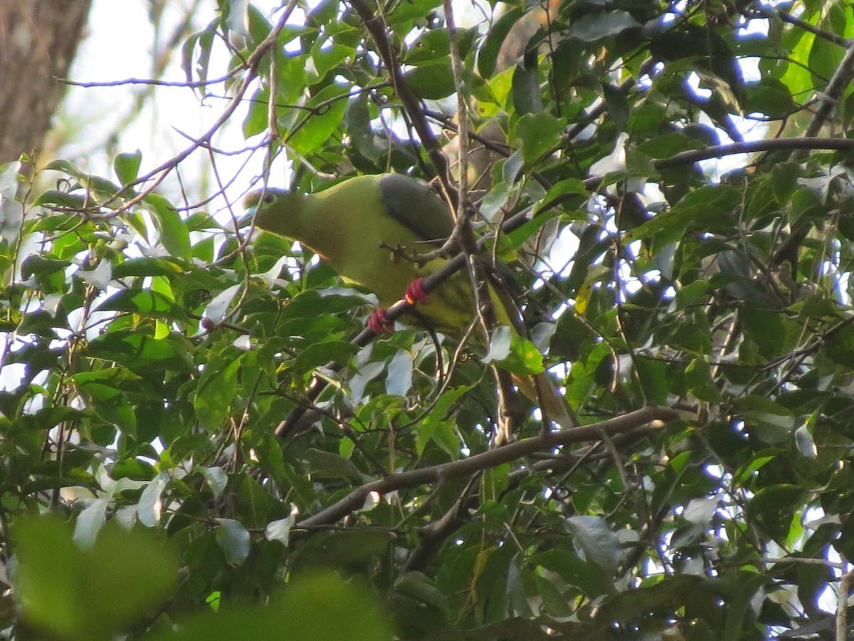 Sumatran Green-Pigeon - Tom Wheatley