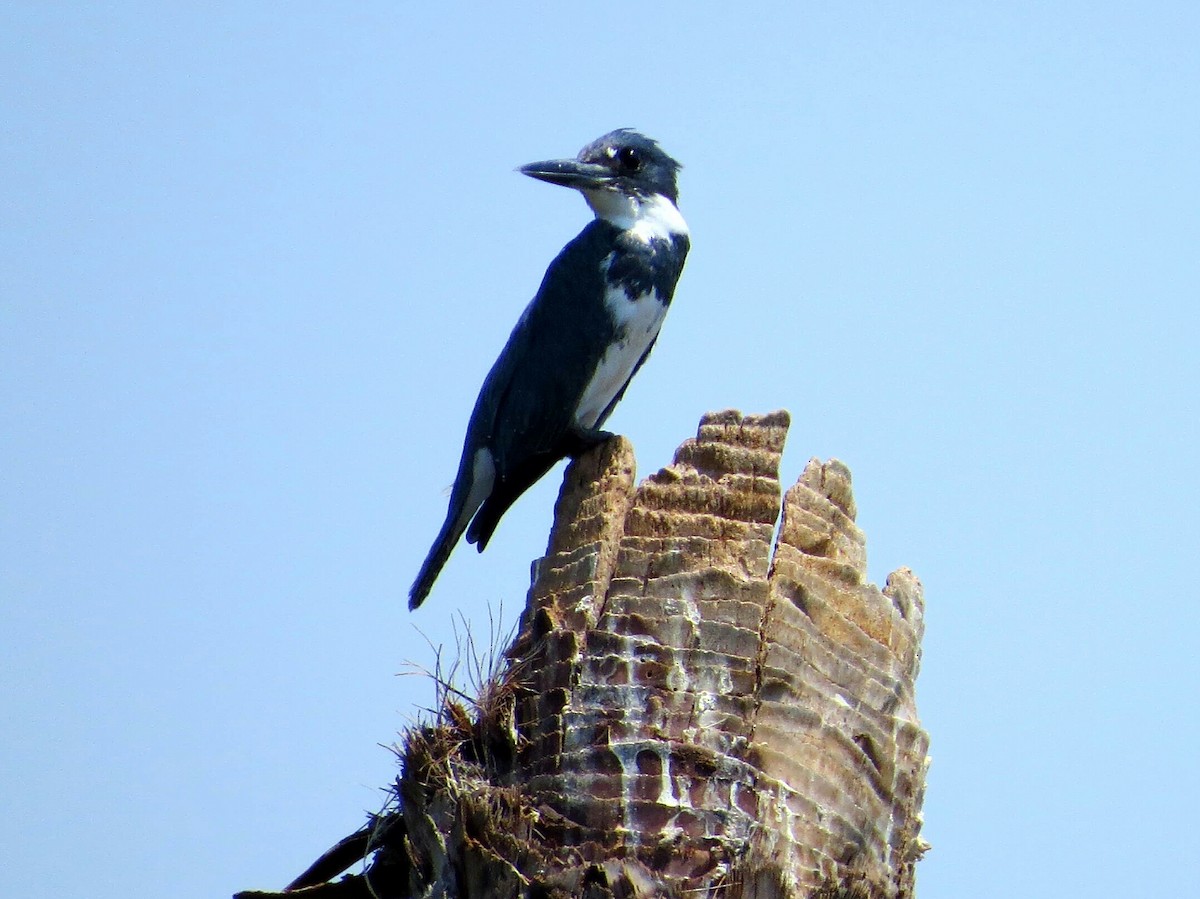 Belted Kingfisher - Anaid Cardenas