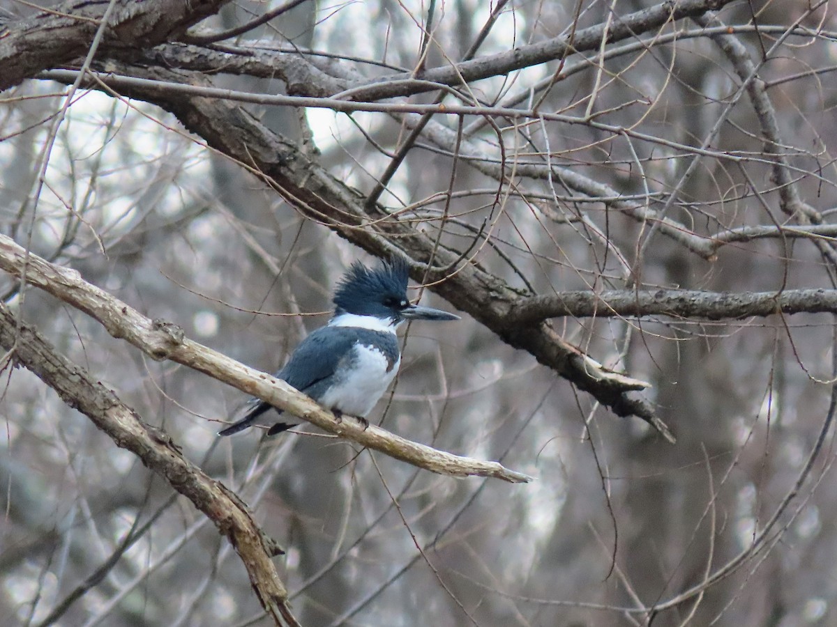 Belted Kingfisher - ML524711911