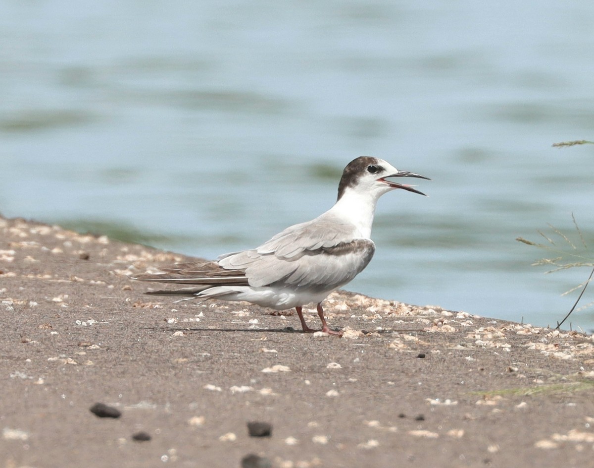 Common Tern (longipennis) - Dan Ashdown