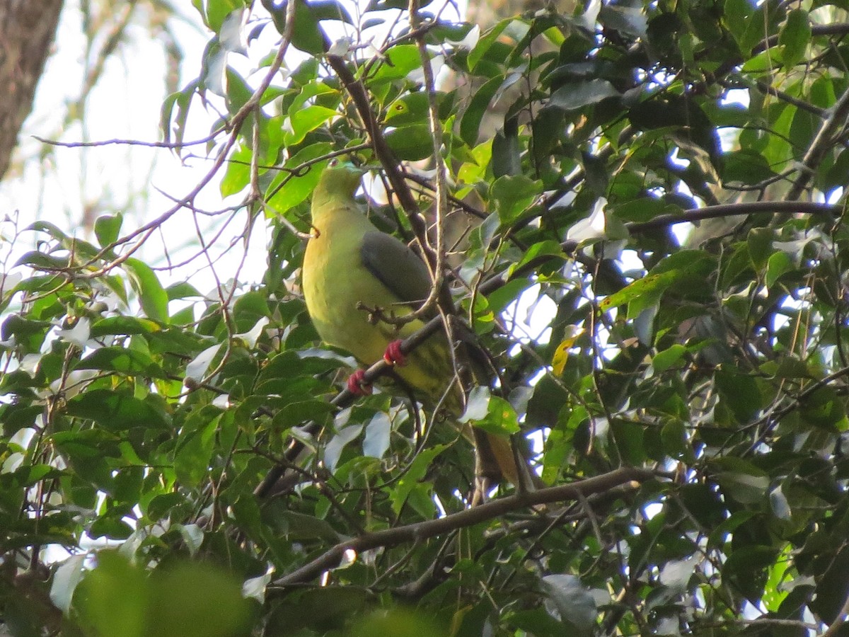 Sumatran Green-Pigeon - ML52471221
