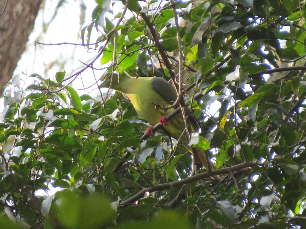 Sumatran Green-Pigeon - ML52471241