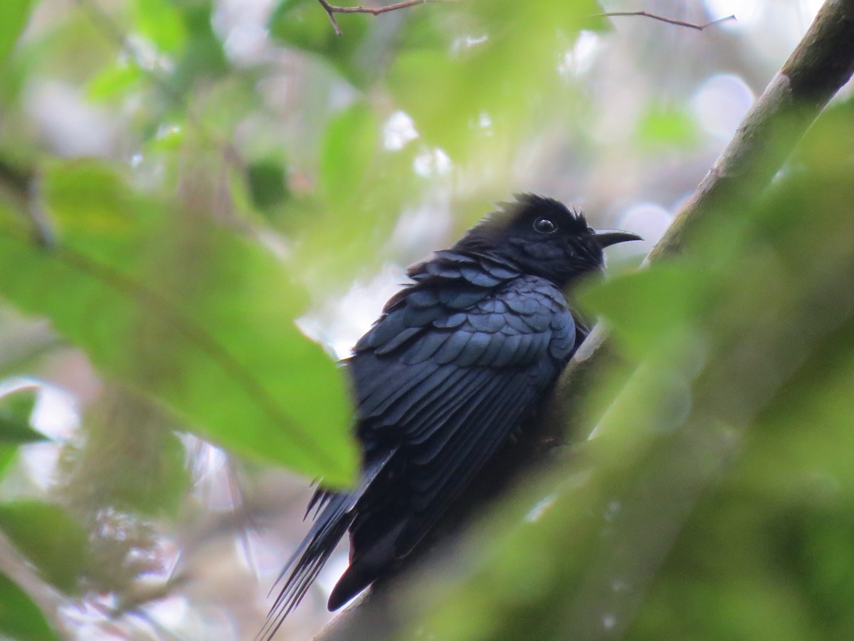 Square-tailed Drongo-Cuckoo - ML52471261