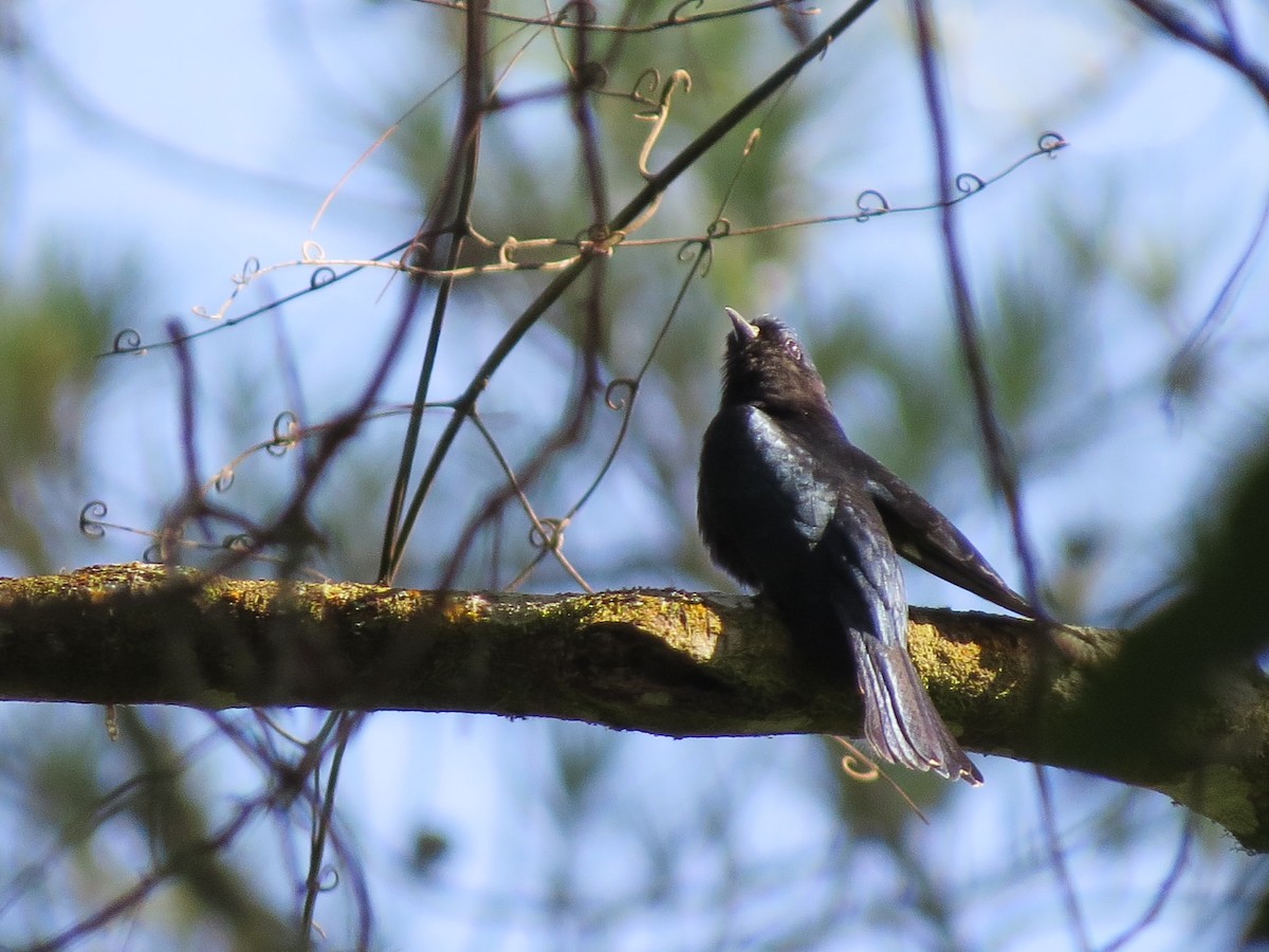 Square-tailed Drongo-Cuckoo - ML52471281