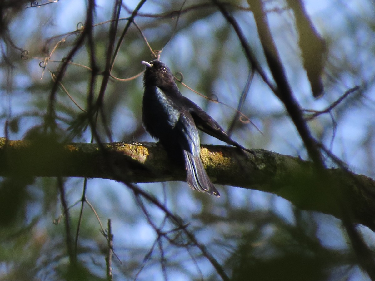 Square-tailed Drongo-Cuckoo - Tom Wheatley